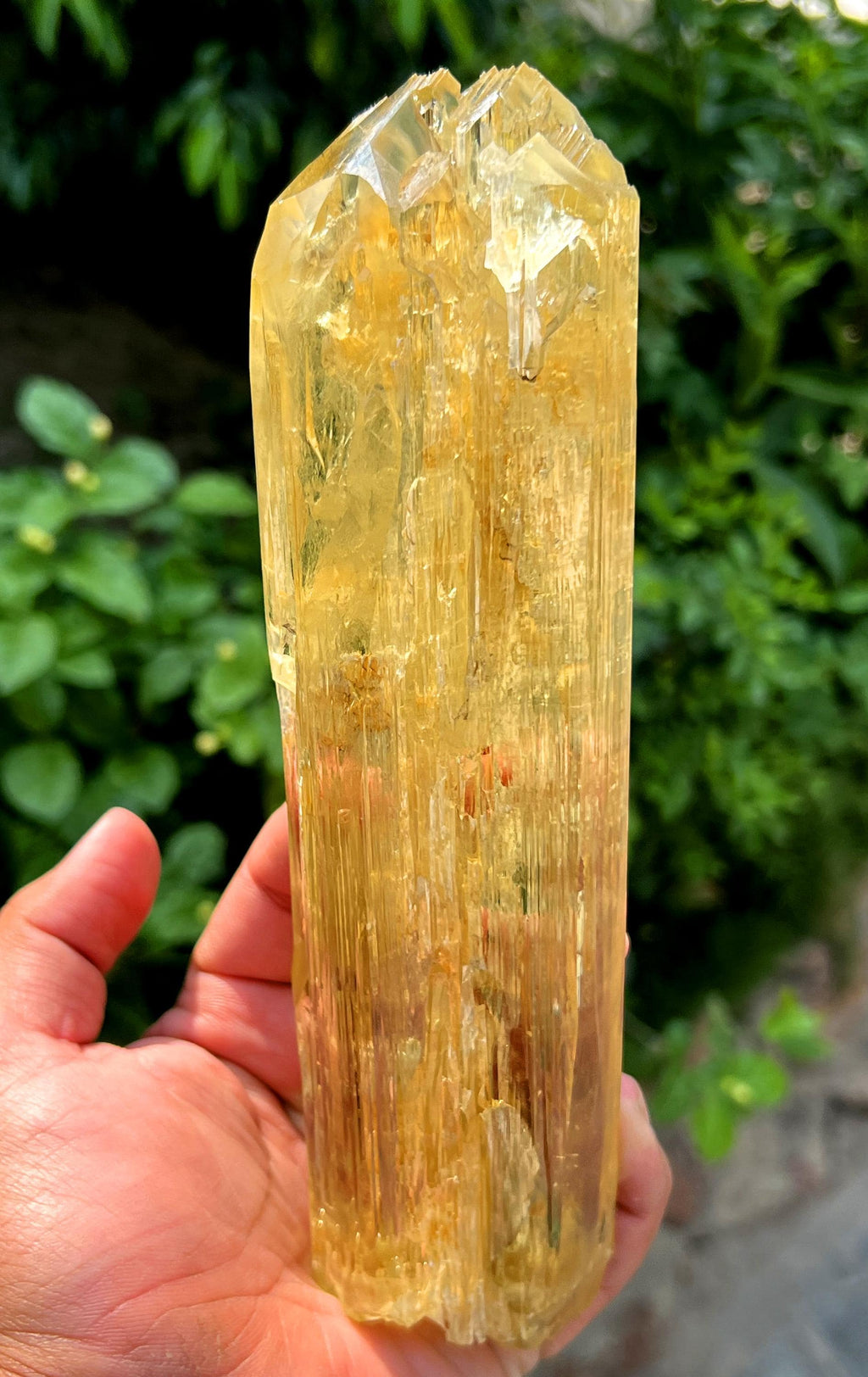 Stunning Yellow Triphane Kunzite Crystal