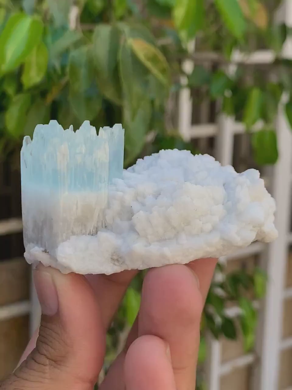 Beautiful Bicolor AquaMorganite Crystal